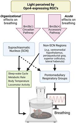 In light of breathing: environmental light is an important modulator of breathing with clinical implications